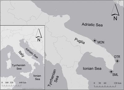 Sharing and Distinction in Biodiversity and Ecological Role of Bryozoans in Mediterranean Mesophotic Bioconstructions